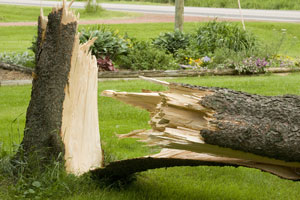 Fallen Tree Damage—Who Pays?