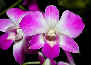 Purple-white-flower