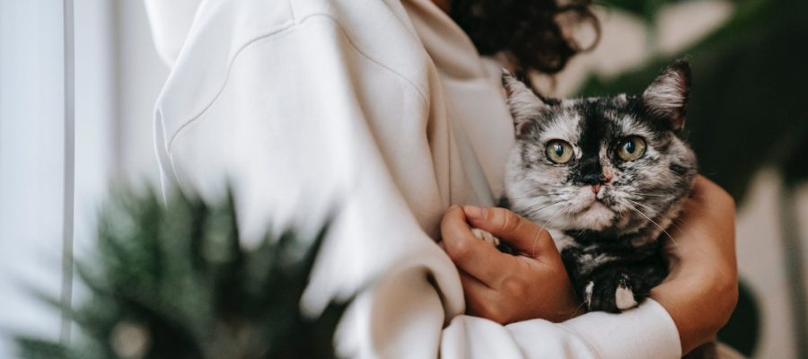 pet adoption during covid pet adoption statistics