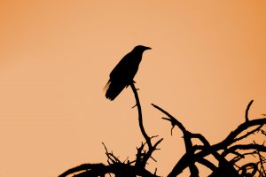 Crow silhouette sitting on a branch, morbidity omen