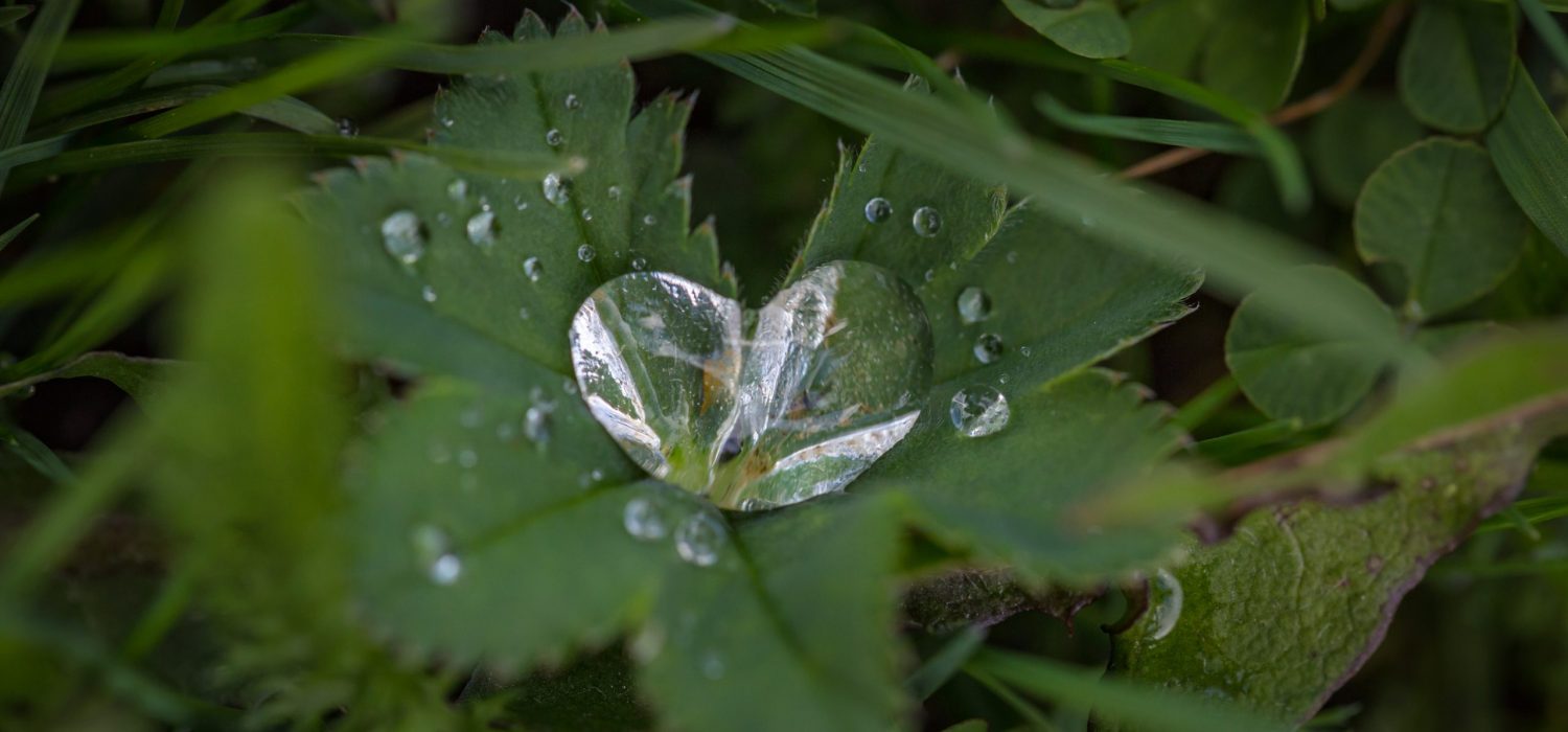 Investing with your Heart Heart shaped raindrop falling onto a leaf
