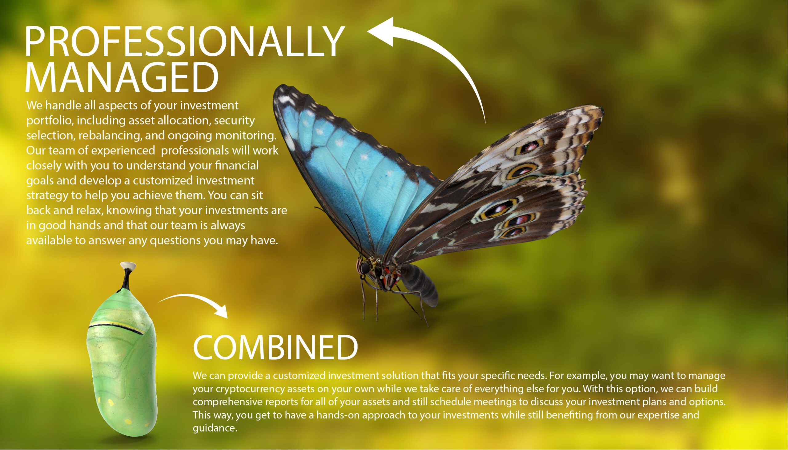 Butterfly life cycle words2-02